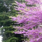 Cercis siliquastrum en un jardín