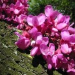 Flores del Cercis siliquastrum