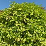 Árbol de Citrus aurantium, el naranjo amargo