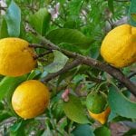 Árbol de Citrus medica