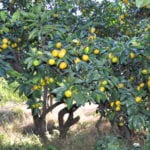 Árbol de Citrus reticulata o mandarino en un jardín