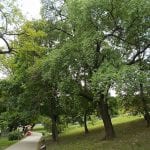 Ejemplares adultos de Prunus mahaleb