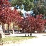 Ejemplares de Prunus cerasifera var. pisardii