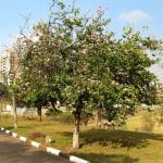 Árbol de Bauhinia