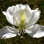 Preciosa flor de la Bauhinia variegata var. candida