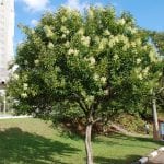 Árbol de Ligustrum lucidum, una preciosa planta para tu jardín de suelo salino