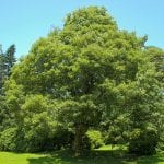 Ejemplar adulto del Acer pseudoplatanus