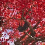 Brachychiton acerifolius en flor