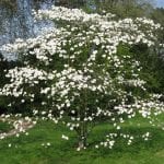 Ejemplar de Cornus florida en flor