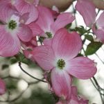 Flores del Cornus florida 'Rubra'