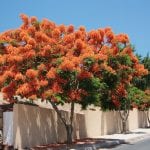 Delonix regia, un árbol para maceta