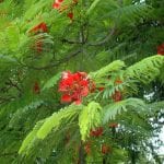 Las plantas necesitan agua para crecer