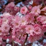 Prunus serrulata 'Kanzan' en flor