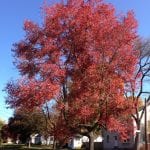Acer rubrum en otoño