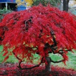 Acer palmatum en otño