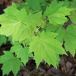 Hojas del Acer rubrum