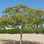 Árbol de Albizia julibrissin en un jardín
