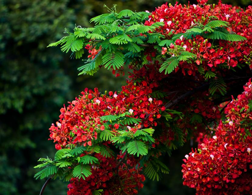 Árboles decorativos para jardín: cuál elegir y dónde