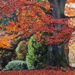 Ejemplar de Fagus sylvatica 'Atropurpurea'
