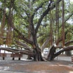 Ficus benghalensis en hábitat