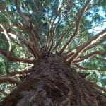 Ejemplar de Sequoiadendrum giganteum