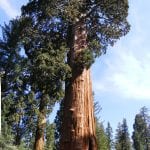 Vista de un ejemplar de Sequoiadendron giganteum