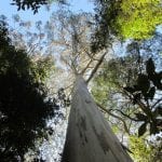 Bosque de Eucalyptus regnans