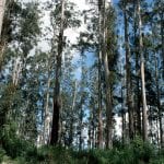 Eucalyptus regnans en hábitat