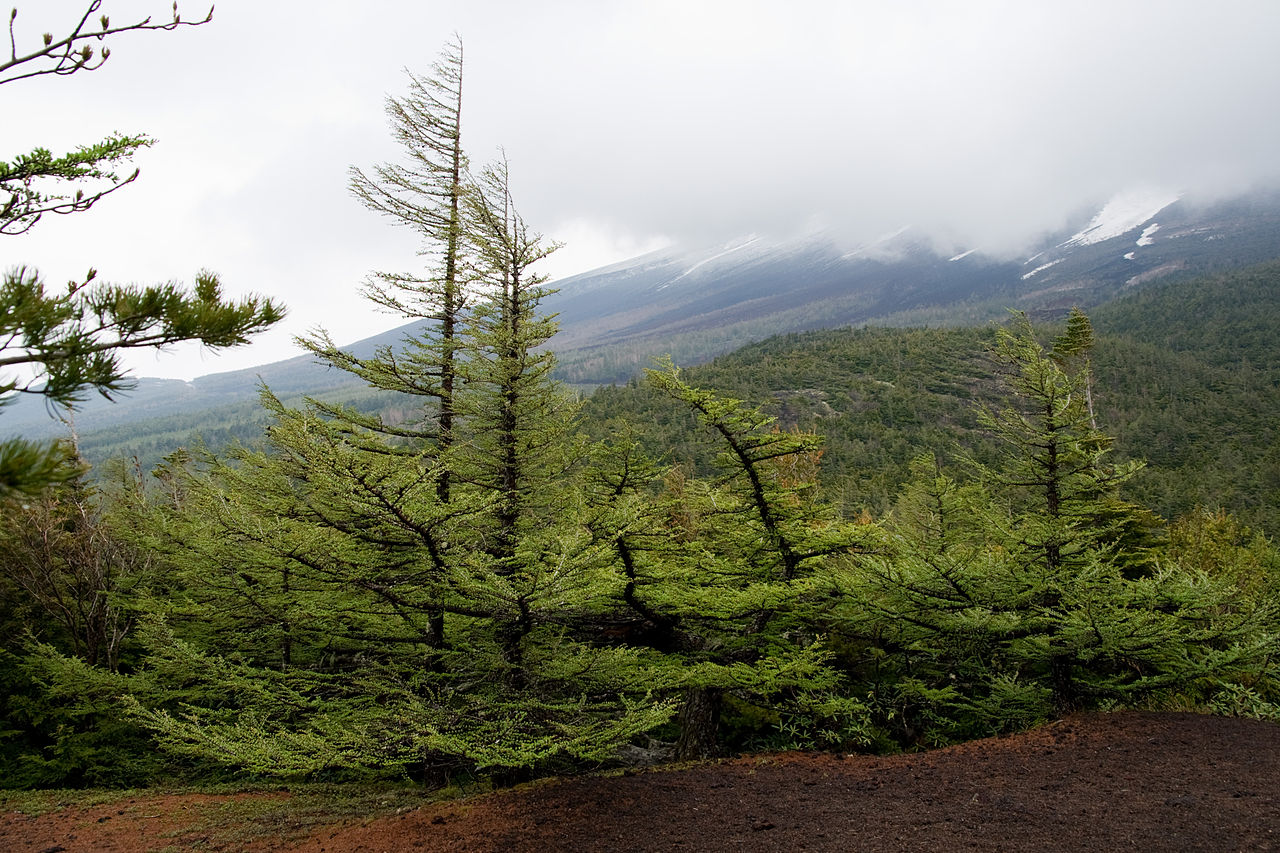 Vista del alerce japonés