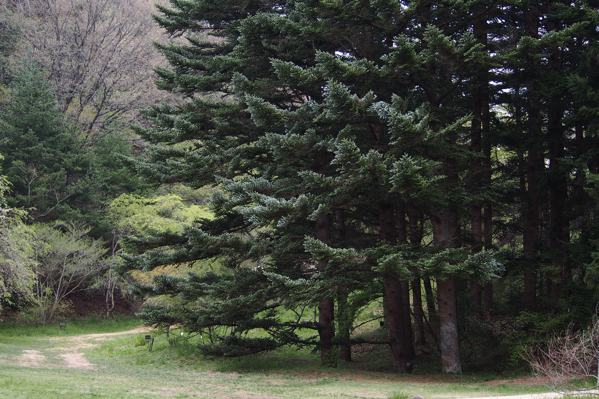 Vista del abeto japonés