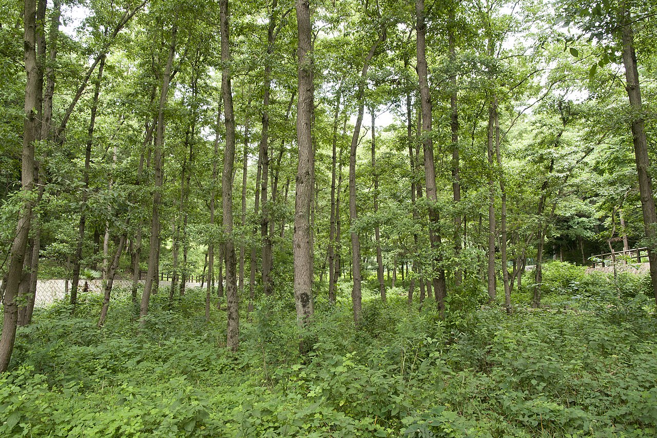 Vista del Alnus japonica