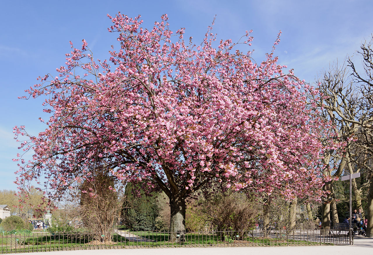 Vista del cerezo japonés en flor