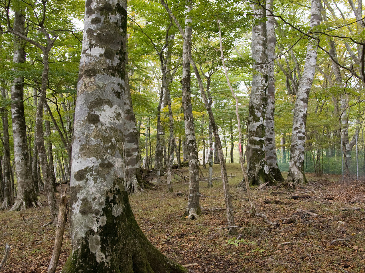 Vista del Fagus japonica