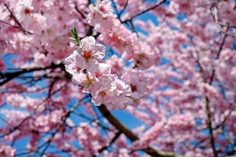 Las flores del cerezo son de color rosado