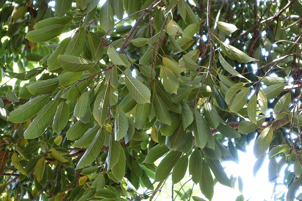 Vista de las hojas del Quercus acuta