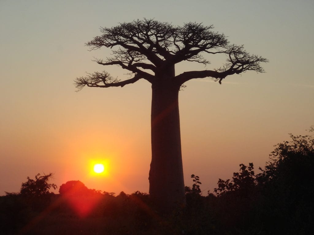 Adansonia grandidieri