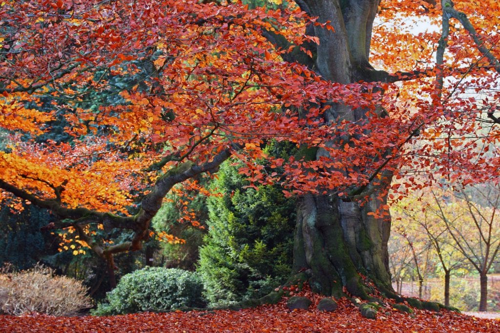 fagus_sylvatica_purpurea