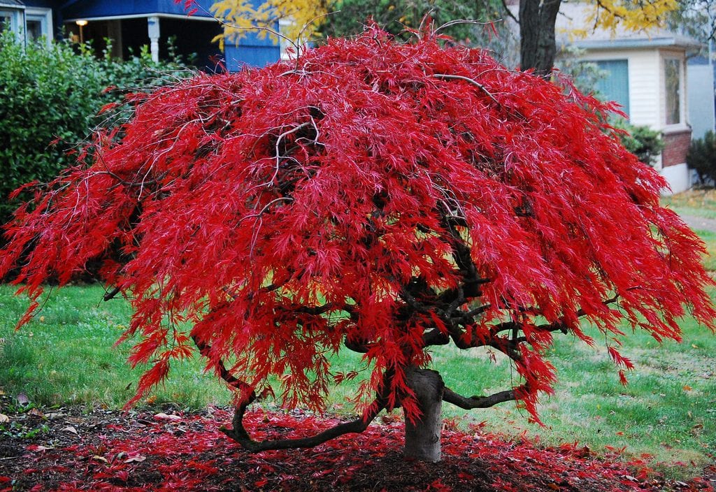 acer-palmatum