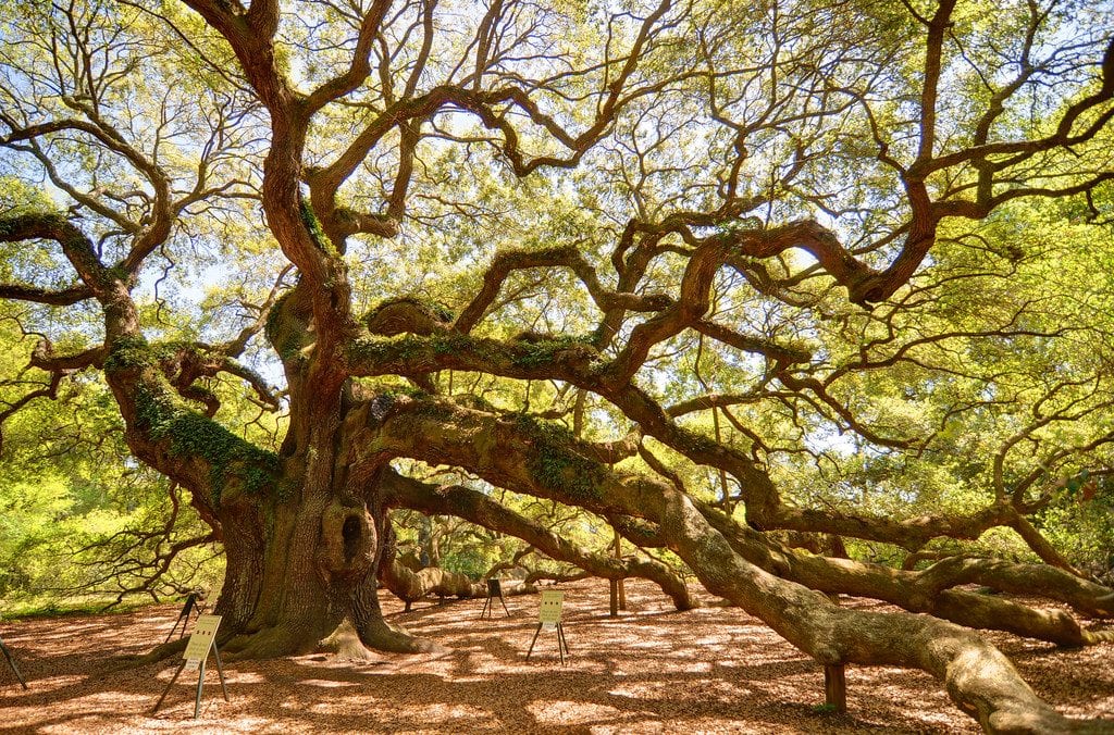 angel-oak