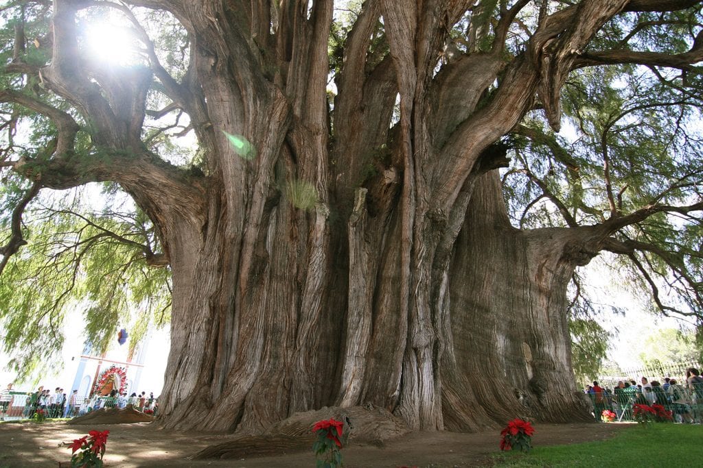 arbol-del-tule