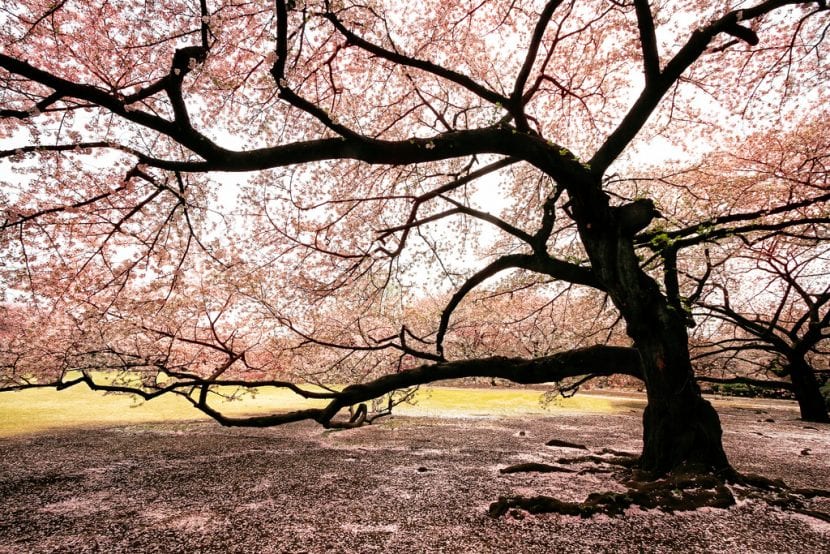 Cerezos japoneses en flor