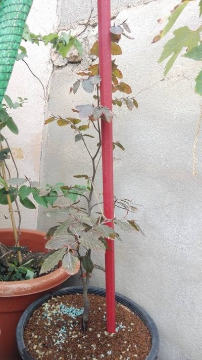 haya-roja