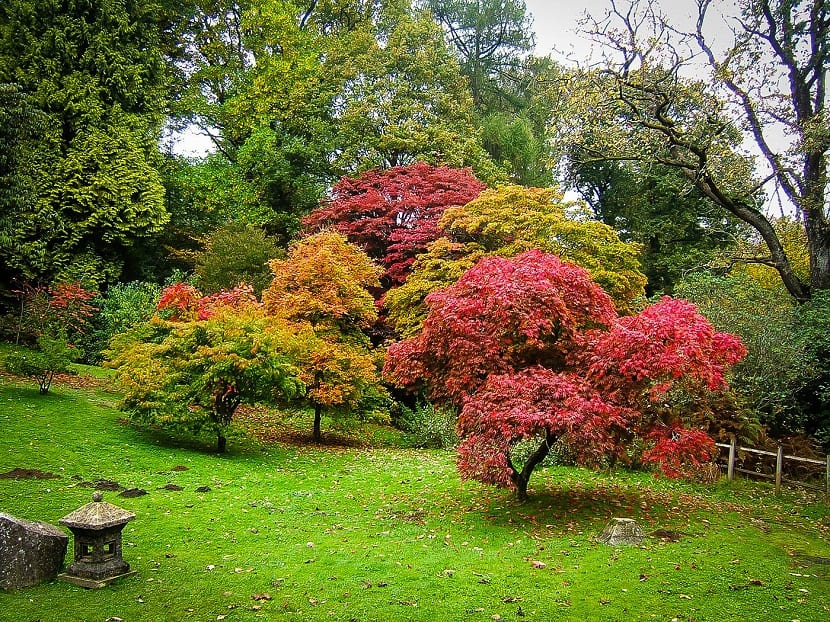 árboles ornamentales