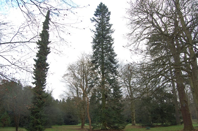 Abies grandis