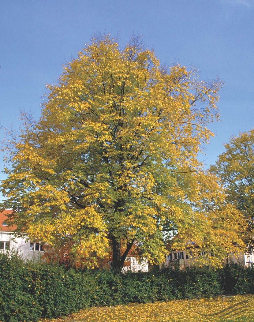 Carpinus betulus L