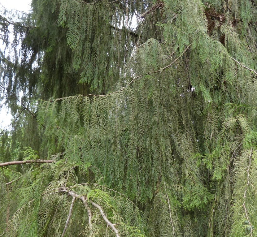 Cupressus funebris Endl.