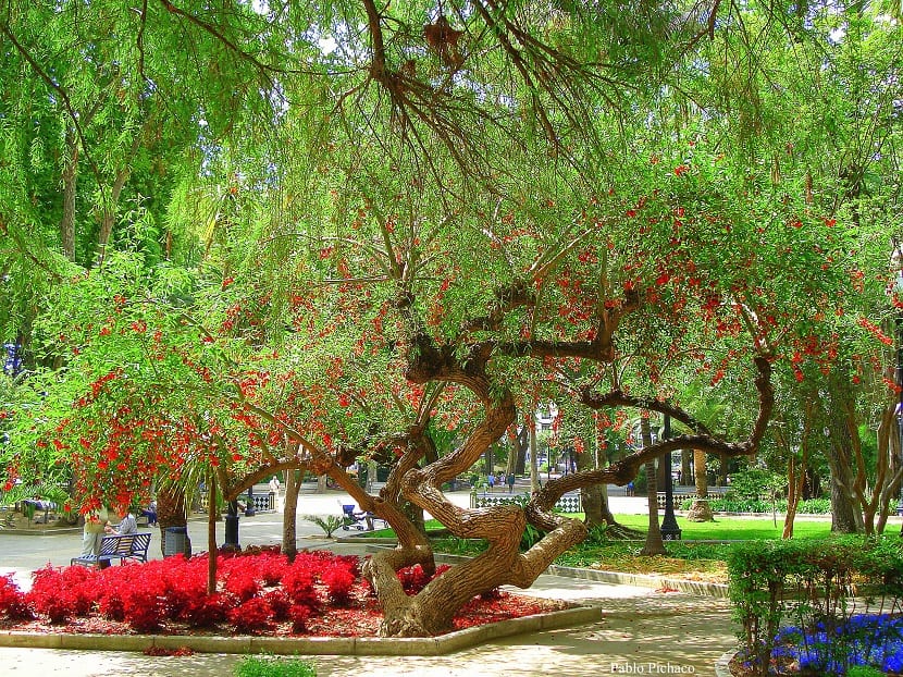Erythrina corallodendron L.