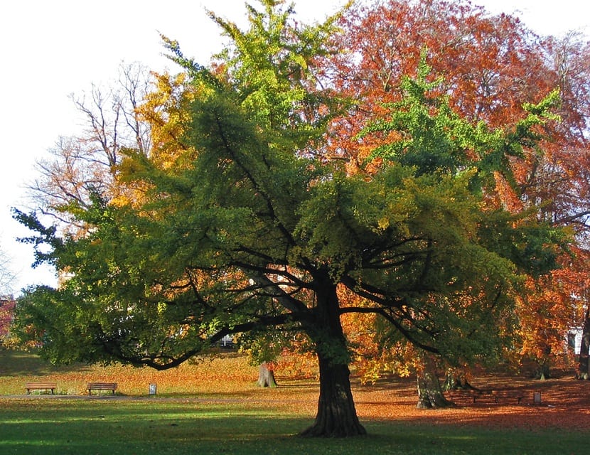 Ginkgo biloba L.