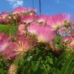 Vista de las preciosas flores de la Albizia