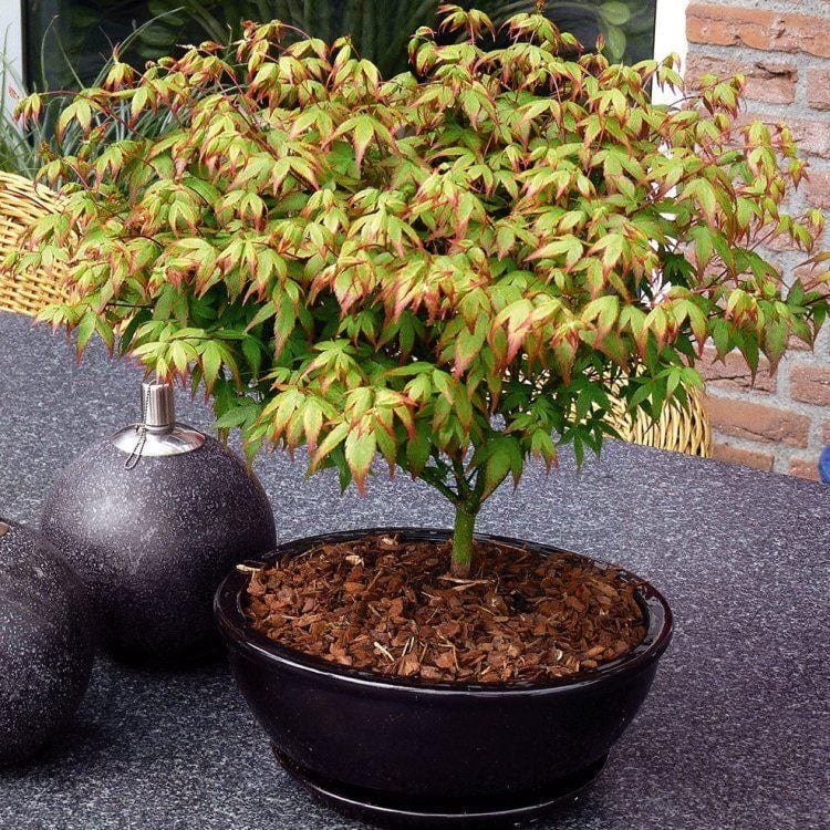 Vista del Acer palmatum cv Little Princess